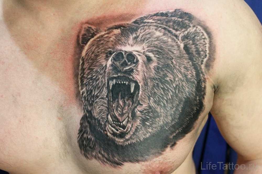 Значение тату медведя: на руке, плече, груди. эскизы + 125 фото