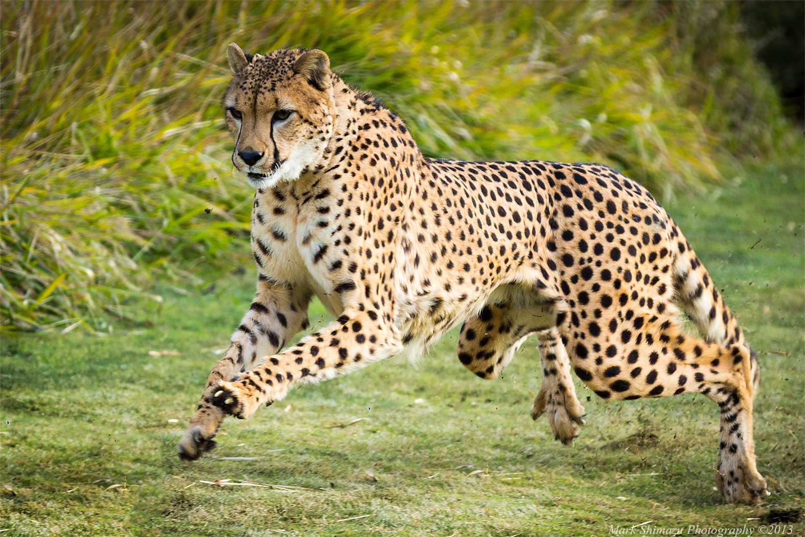 10 самых быстрых представителей животного мира :: инфониак
