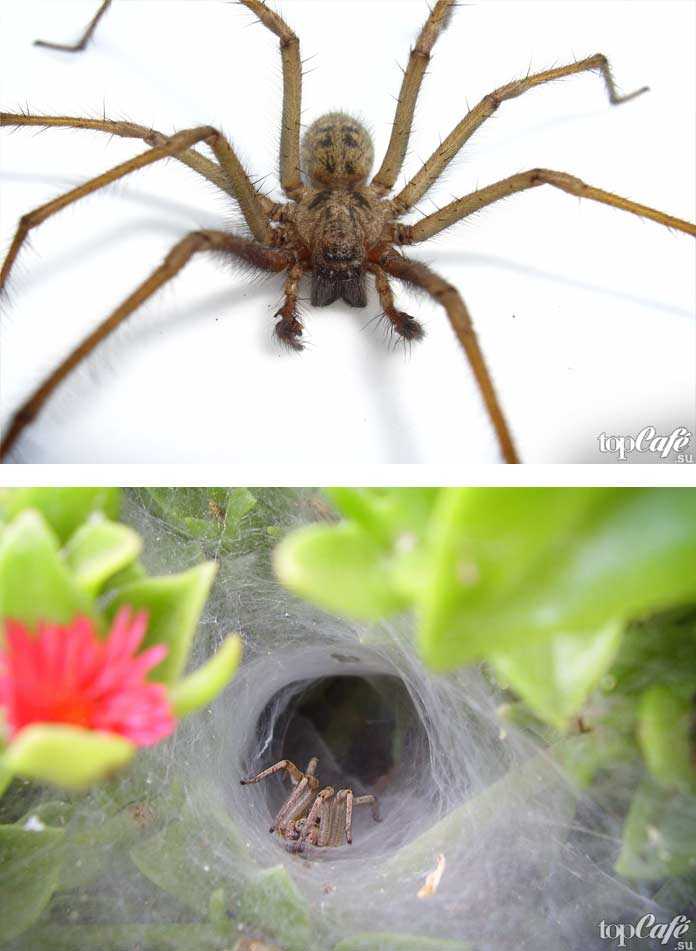 Топ 10: самые ядовитые и опасные пауки в мире - фото, названия и характеристика