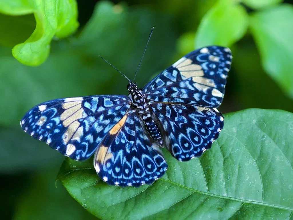 Виды бабочек: фото с названиями в россии и мире