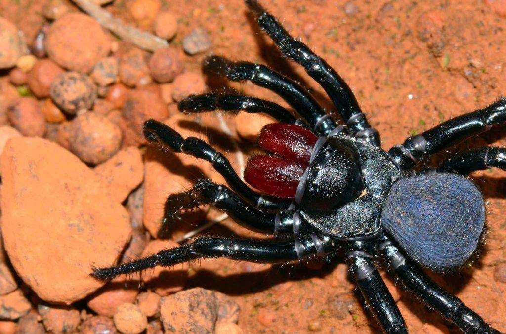 Самый ядовитый паук в мире: описание и фото