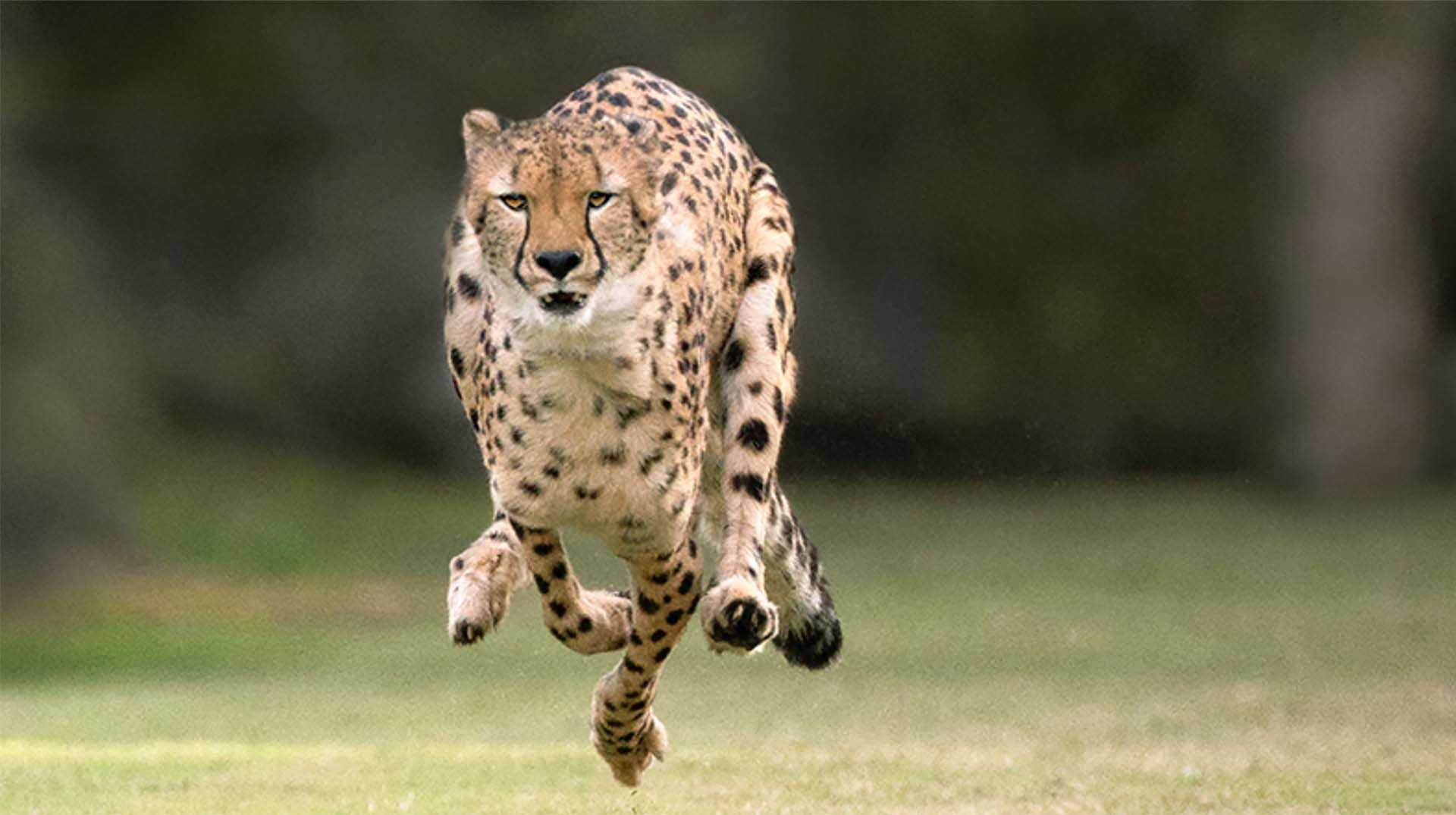 Самые быстрые животные в мире :: syl.ru