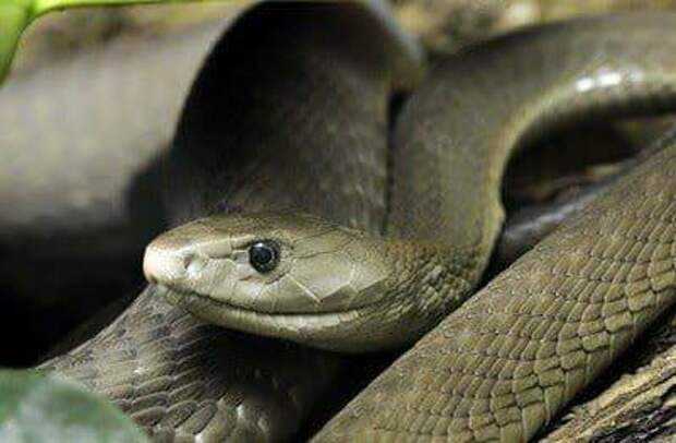 Топ-10 самых маленьких змей в мире